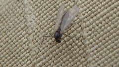 Chironomoidea