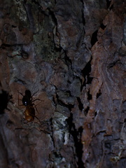 Camponotus floridanus