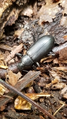 Alobates pensylvanicus