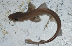 Mustelus mustelus