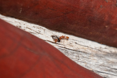 Pseudomyrmex apache