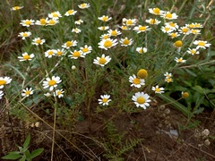 Anthemis ruthenica