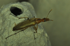 Cephaloon lepturides