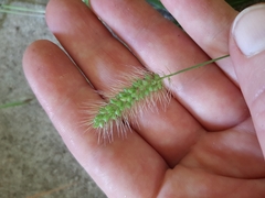 Setaria corrugata