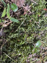 Plagiochila acanthophylla