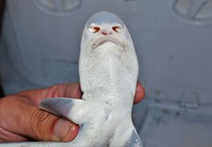 Mustelus mustelus