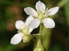 Drosera finlaysoniana