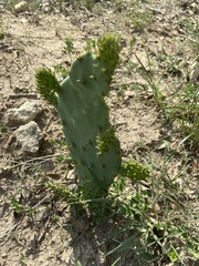 Opuntia lindheimeri