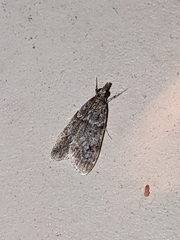 Eudonia heterosalis