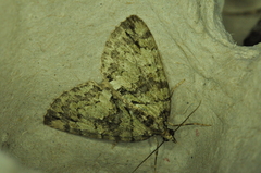 Hydriomena perfracta
