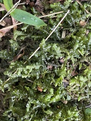 Plagiochila acanthophylla