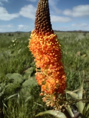 Bulbinella latifolia