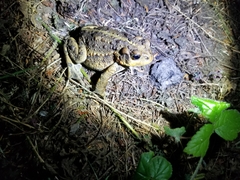 Anaxyrus boreas