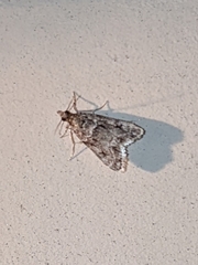 Eudonia heterosalis