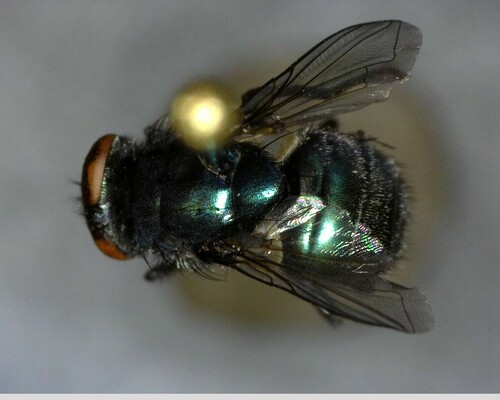 iNaturalist observation photo of Blow Flies