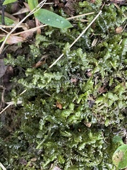 Plagiochila acanthophylla