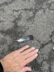 Columba livia domestica