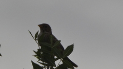 Emberiza calandra
