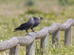 Corvus monedula spermologus