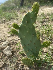 Opuntia lindheimeri