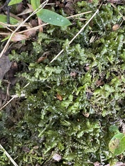 Plagiochila acanthophylla
