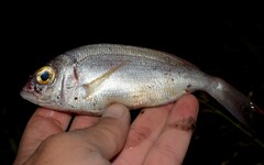 Pagellus erythrinus