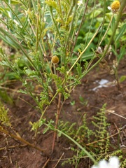 Anthemis ruthenica