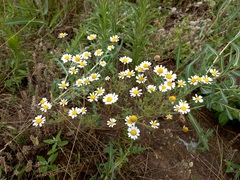 Anthemis ruthenica