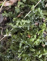 Plagiochila acanthophylla