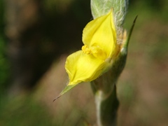 Philydrum lanuginosum