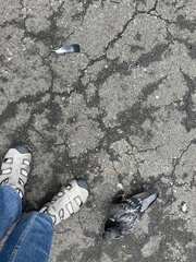 Columba livia domestica