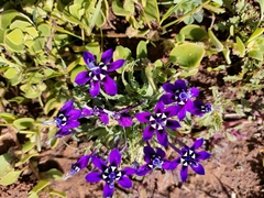 Lapeirousia oreogena