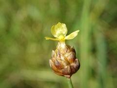 Xyris formosana