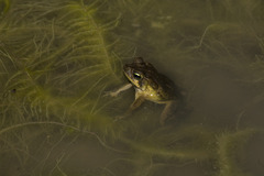 Rhinella