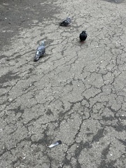 Columba livia domestica