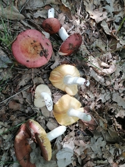 Russula decipiens