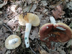 Russula decipiens