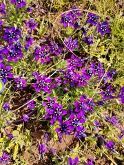 Lapeirousia oreogena