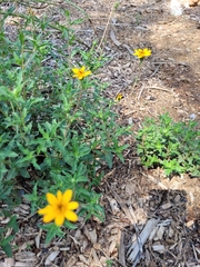 Wedelia hispida