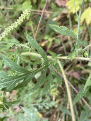 Ambrosia artemisiifolia