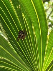 Mischocyttarus mexicanus