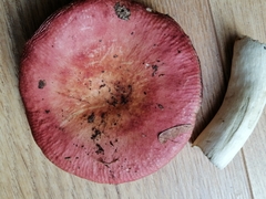 Russula decipiens