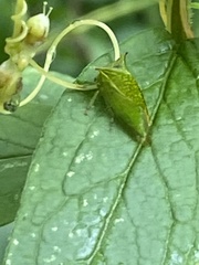 Stictocephala bisonia