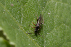 Exallonyx