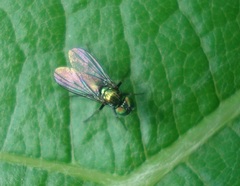 Chrysotus