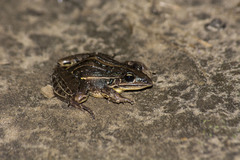 Leptodactylus plaumanni
