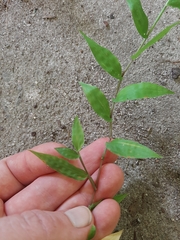 Oplismenus hirtellus