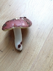 Russula decipiens