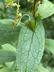 Stictocephala bisonia