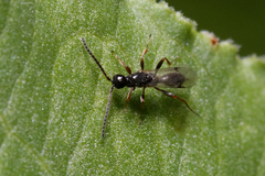 Exallonyx